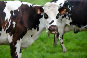 Ferme ouverte et concours de labour