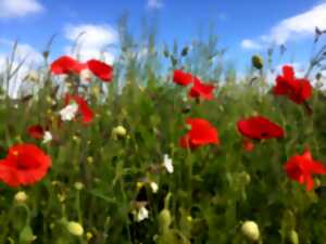 photo Animation Diversité floristique du Grand Guéret