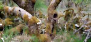 photo La forêt crisse - Sortie de résidence - Création 2027