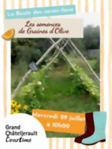 photo Les semences de Graines d'Olive