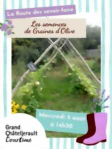 photo Les semences de Graines d'Olive