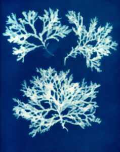 photo ATELIER CYANOTYPE
