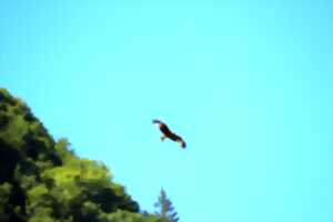photo Découverte des rapaces et animaux des Pyrénées