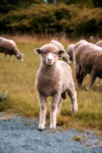 photo Démonstration chien de troupeau et tonte de mouton aux forces