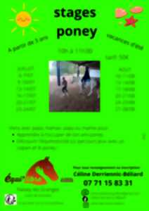 photo stages poneys et découverte de l'équimotricité(c)