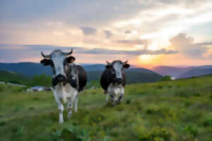 photo Balade pastorale : la balade de la Graine Johé
