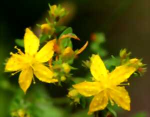 photo Atelier plantes sauvages