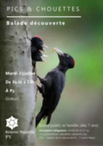 photo BALADE DÉCOUVERTE : PICS ET CHOUETTES