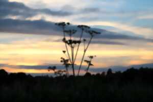 photo La Réserve au crépuscule
