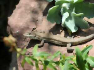 photo SORTIE REPTILES
