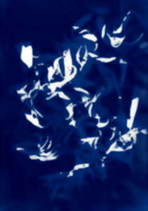 photo PARCC : atelier Cyanotype, avec Stéphanie Labé