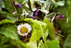 photo Balade plantes sauvages comestibles et médicinales