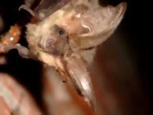 photo Nuit de la chauve-souris