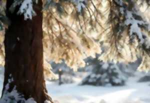photo Là où brille la magie de l'hiver