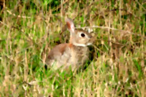 photo Loupi le lapin