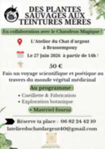 photo Des plantes sauvages aux teintures mères