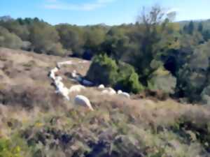 photo Transhumance : randonnée avec les chèvres de lande à lande