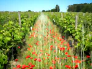 photo Dans les pas du vigneron au Domaine de la Chevalerie