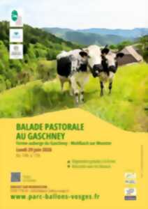 photo Balade pastorale : La balade du Gaschney