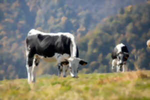 photo Balade pastorale – La balade du Treh