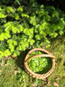 photo Les mercredis du Parc – Balade découverte des plantes sauvages