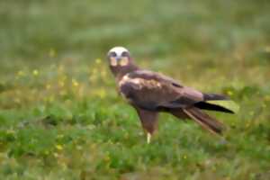 photo Oiseaux nicheurs du marais de Cap