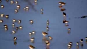 photo Observations des oiseaux et des phoques