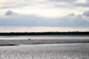 photo Baie des Veys : ses oiseaux, ses phoques