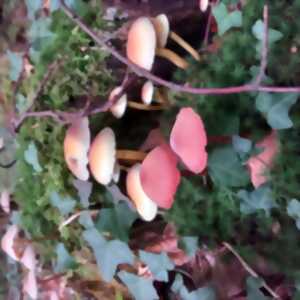 photo A la découverte des champignons