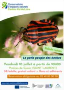 photo Le petit peuple des herbes