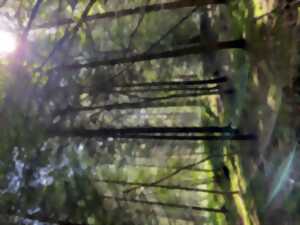 photo Conférence - Débat sur la forêt creusoise