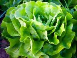 photo Rencontre culturelle d'arts plastiques : C'est pas (que) des salades par la Cie Les Philosophes barbares