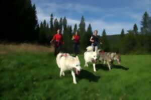 photo Initiation cani rando chiens de traineaux