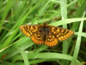 photo Prospection du damier de la Succise (papillon)