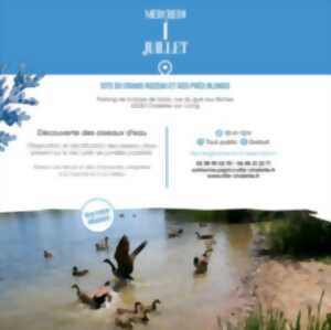 photo Observez les oiseaux d'eau