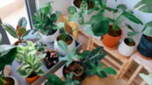 photo Plantes et mémoires connectées