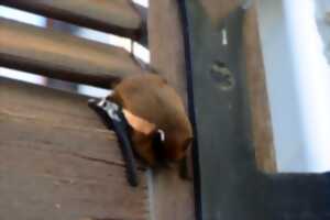 photo Mystérieuses Chauve-Souris