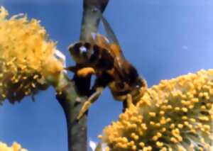 photo Les Abeilles du Périgord