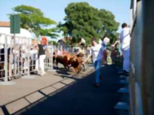 photo Dans le cadre des fêtes locales : Encierro des Fêtes