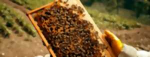 photo Expériences Mossig & Vignoble : Activité apiculture