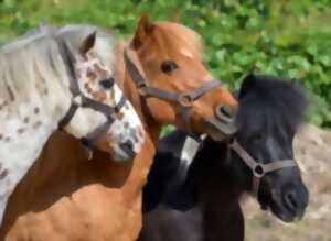 photo Conte et activités avec des poneys