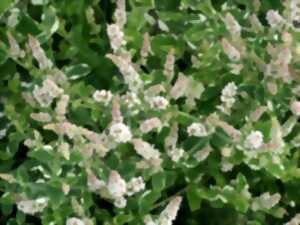 photo Atelier enfant 5-10 ans : Alchimie de la menthe