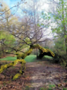 photo Balade découverte de la forêt galerie du sentier botanique de Villenave