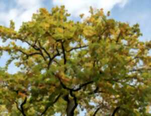 photo Histoires en familles : Auprès de mon arbre