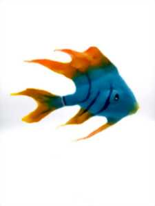 photo Atelier de laine feutrée : poisson tropical