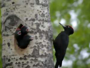photo Sortie nature - Oiseaux des forêts