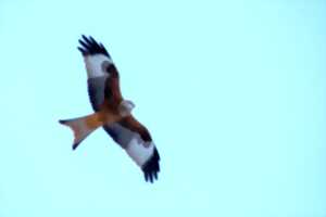 photo Sortie nature - Rapaces du Haut-Doubs