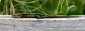 photo Sortie nature - Reptiles du Haut-Doubs