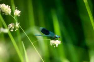 photo Les Libellules dans les Marais de Montreuil