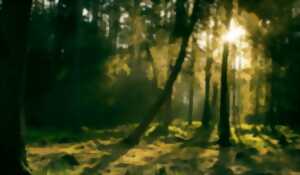 photo Sortie sensorielle dans le Bois de Sorrus